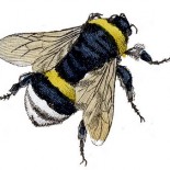 cropped-beebumble-graphicsfairy002d.jpg